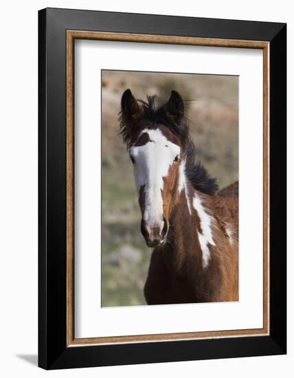 Wild Horses. Young Colt, Steens Mountains, Oregon-Ken Archer-Framed Photographic Print