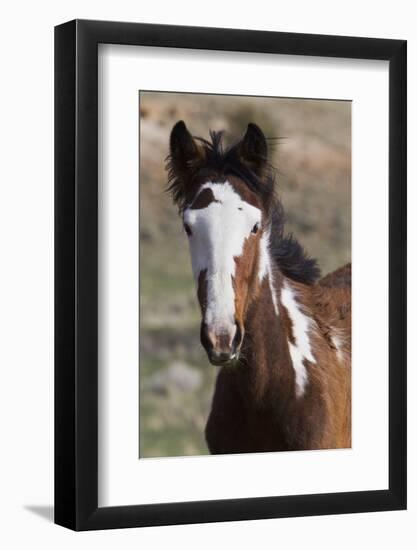 Wild Horses. Young Colt, Steens Mountains, Oregon-Ken Archer-Framed Photographic Print