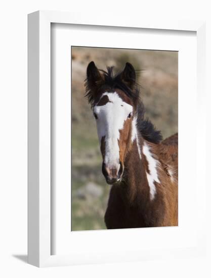 Wild Horses. Young Colt, Steens Mountains, Oregon-Ken Archer-Framed Photographic Print