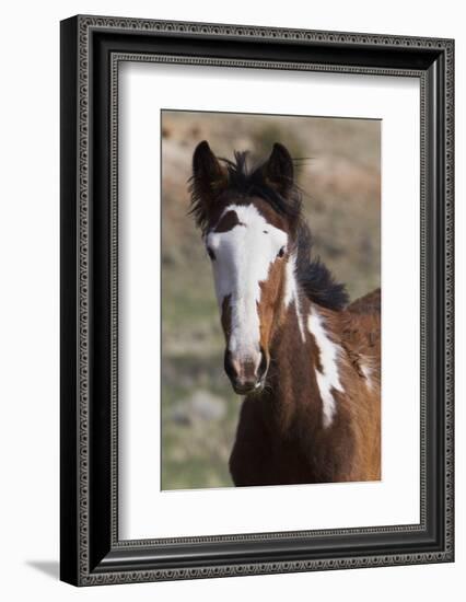 Wild Horses. Young Colt, Steens Mountains, Oregon-Ken Archer-Framed Photographic Print