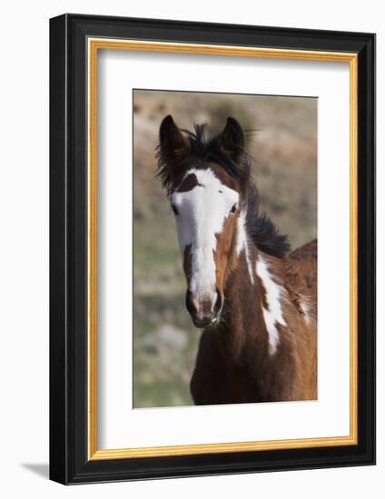 Wild Horses. Young Colt, Steens Mountains, Oregon-Ken Archer-Framed Photographic Print