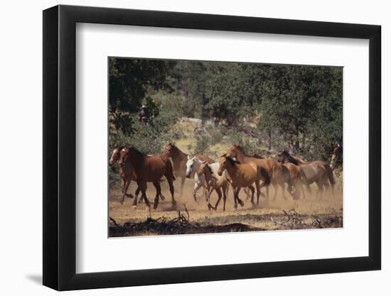 Wild Horses-DLILLC-Framed Photographic Print