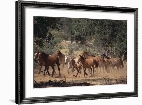 Wild Horses-DLILLC-Framed Photographic Print