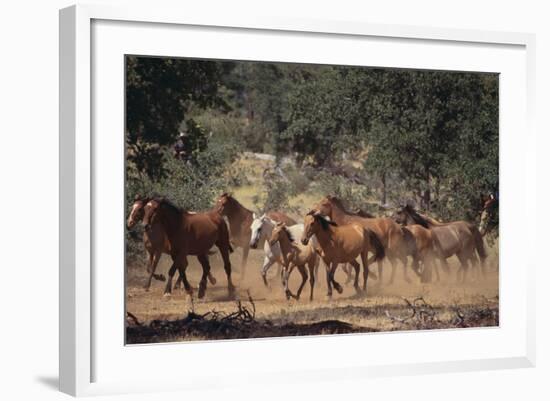 Wild Horses-DLILLC-Framed Photographic Print