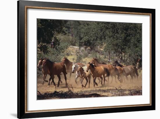 Wild Horses-DLILLC-Framed Photographic Print