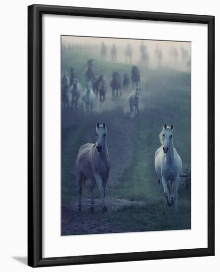 Wild Horses-conrado-Framed Photographic Print