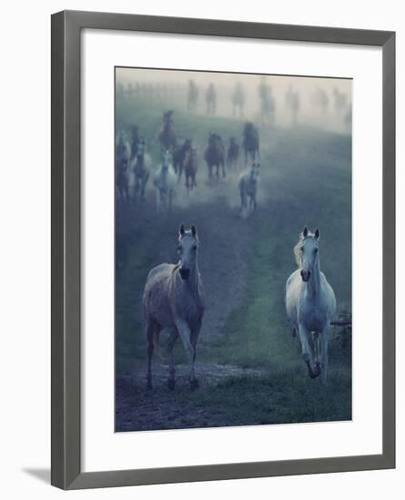 Wild Horses-conrado-Framed Photographic Print