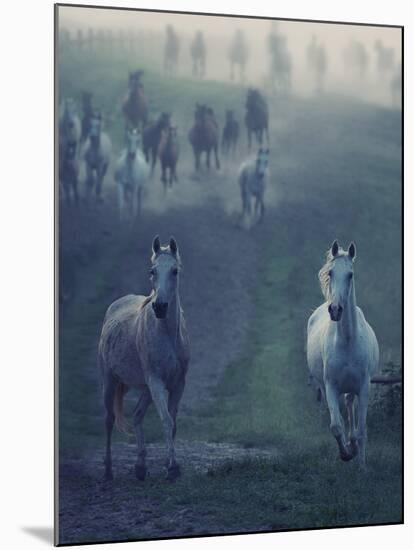 Wild Horses-conrado-Mounted Photographic Print