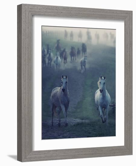 Wild Horses-conrado-Framed Photographic Print