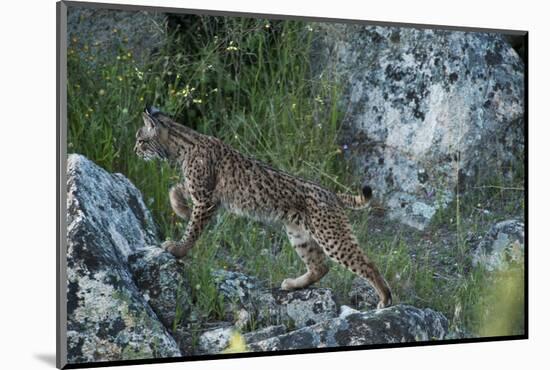 Wild Iberian Lynx (Lynx Pardinus) One Year Female, on Rocks, Sierra De Andújar Np, Andalusia, Spain-Oxford-Mounted Photographic Print