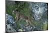 Wild Iberian Lynx (Lynx Pardinus) One Year Female, on Rocks, Sierra De Andújar Np, Andalusia, Spain-Oxford-Mounted Photographic Print