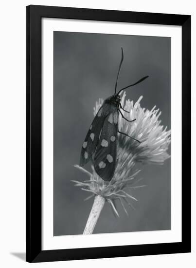 Wild Insects I-The Chelsea Collection-Framed Giclee Print