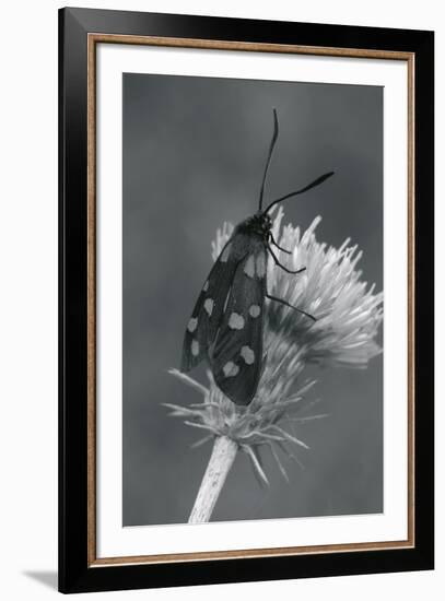 Wild Insects I-The Chelsea Collection-Framed Giclee Print