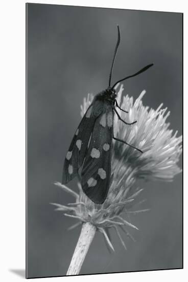 Wild Insects I-The Chelsea Collection-Mounted Giclee Print