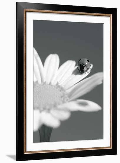 Wild Insects II-The Chelsea Collection-Framed Giclee Print