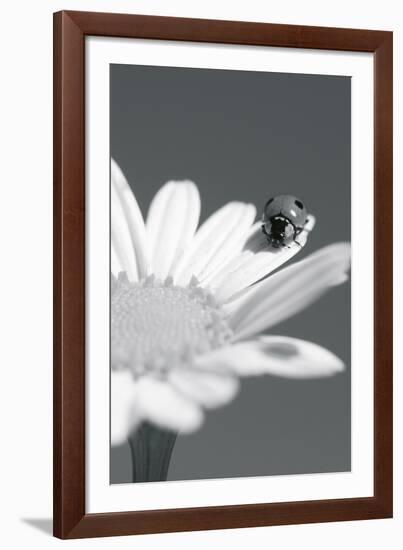 Wild Insects II-The Chelsea Collection-Framed Giclee Print