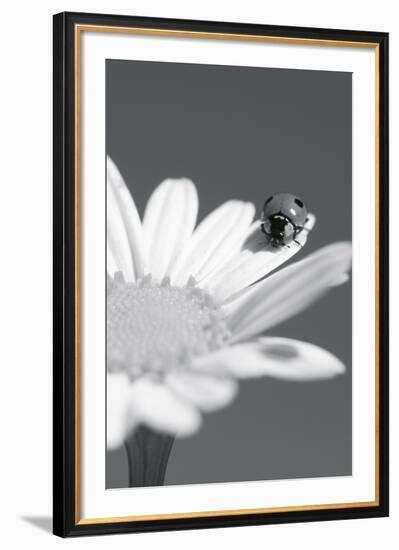 Wild Insects II-The Chelsea Collection-Framed Giclee Print