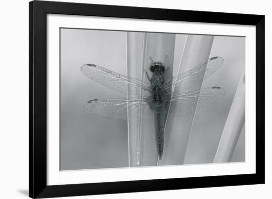 Wild Insects III-The Chelsea Collection-Framed Giclee Print