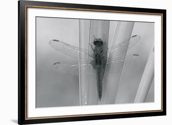 Wild Insects III-The Chelsea Collection-Framed Giclee Print