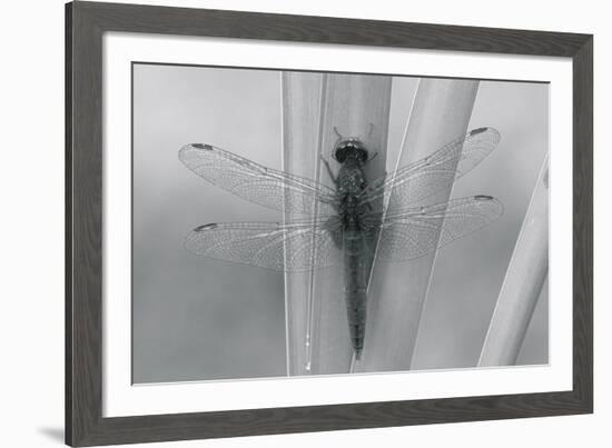 Wild Insects III-The Chelsea Collection-Framed Giclee Print