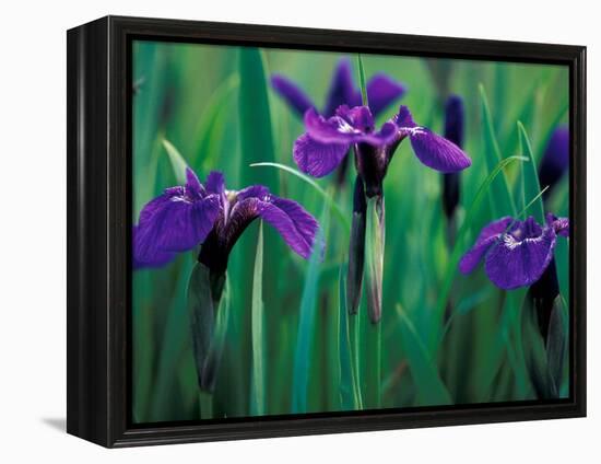 Wild Iris on Knight Island, Alaska, USA-Darrell Gulin-Framed Premier Image Canvas