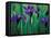 Wild Iris on Knight Island, Alaska, USA-Darrell Gulin-Framed Premier Image Canvas