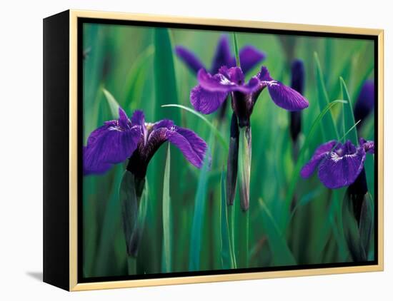 Wild Iris on Knight Island, Alaska, USA-Darrell Gulin-Framed Premier Image Canvas