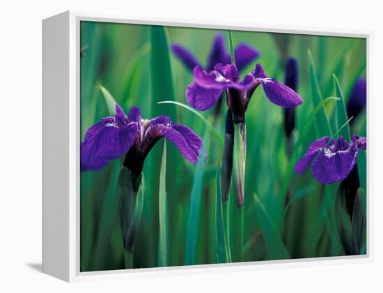 Wild Iris on Knight Island, Alaska, USA-Darrell Gulin-Framed Premier Image Canvas