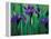 Wild Iris on Knight Island, Alaska, USA-Darrell Gulin-Framed Premier Image Canvas