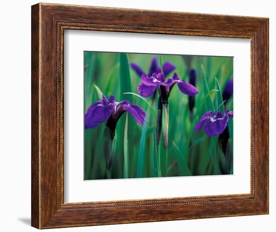 Wild Iris on Knight Island, Alaska, USA-Darrell Gulin-Framed Photographic Print