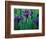 Wild Iris on Knight Island, Alaska, USA-Darrell Gulin-Framed Photographic Print