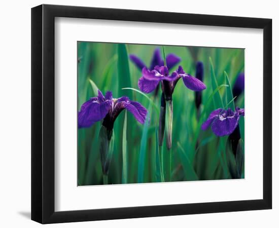 Wild Iris on Knight Island, Alaska, USA-Darrell Gulin-Framed Photographic Print