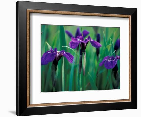 Wild Iris on Knight Island, Alaska, USA-Darrell Gulin-Framed Photographic Print