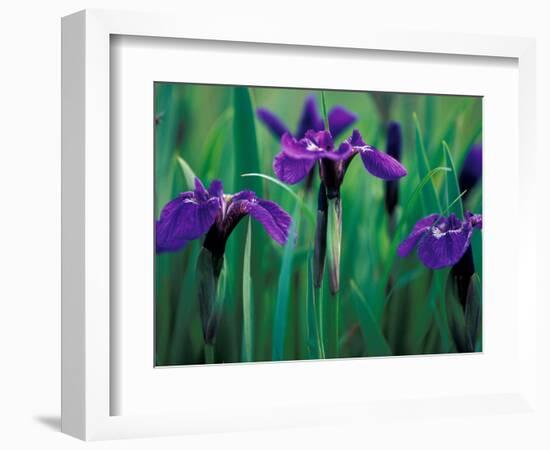 Wild Iris on Knight Island, Alaska, USA-Darrell Gulin-Framed Photographic Print