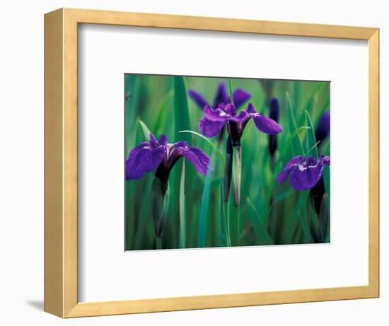 Wild Iris on Knight Island, Alaska, USA-Darrell Gulin-Framed Photographic Print