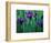 Wild Iris on Knight Island, Alaska, USA-Darrell Gulin-Framed Photographic Print