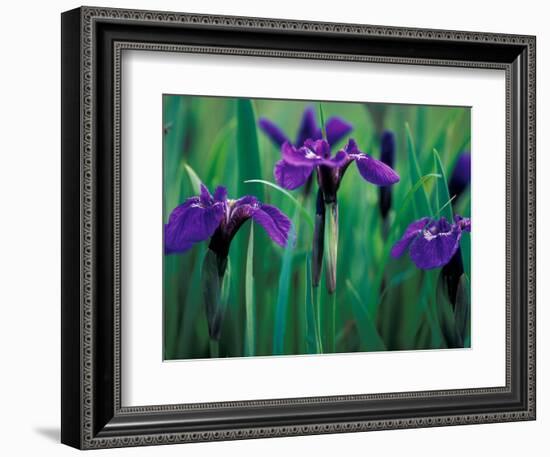 Wild Iris on Knight Island, Alaska, USA-Darrell Gulin-Framed Photographic Print