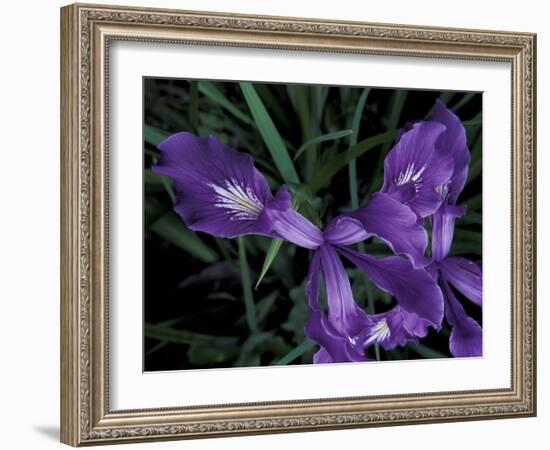 Wild Iris, Oregon Coast, USA-Michele Westmorland-Framed Photographic Print