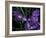 Wild Iris, Oregon Coast, USA-Michele Westmorland-Framed Photographic Print