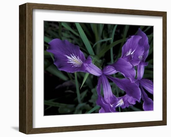 Wild Iris, Oregon Coast, USA-Michele Westmorland-Framed Photographic Print