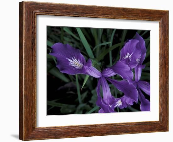 Wild Iris, Oregon Coast, USA-Michele Westmorland-Framed Photographic Print