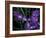 Wild Iris, Oregon Coast, USA-Michele Westmorland-Framed Photographic Print