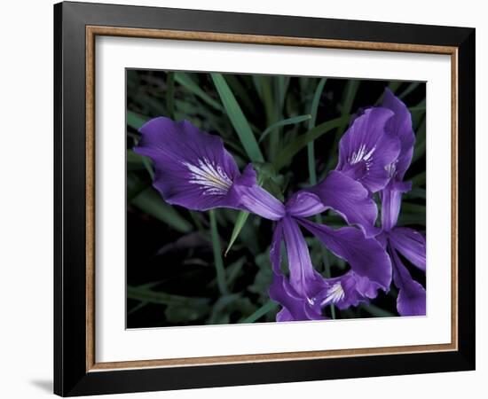 Wild Iris, Oregon Coast, USA-Michele Westmorland-Framed Photographic Print