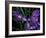 Wild Iris, Oregon Coast, USA-Michele Westmorland-Framed Photographic Print