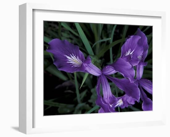 Wild Iris, Oregon Coast, USA-Michele Westmorland-Framed Photographic Print