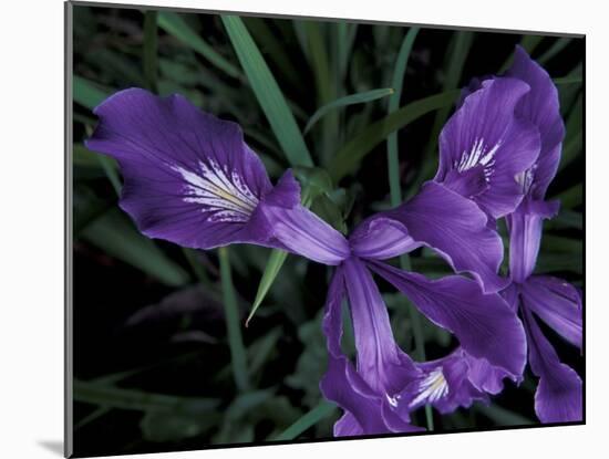 Wild Iris, Oregon Coast, USA-Michele Westmorland-Mounted Photographic Print