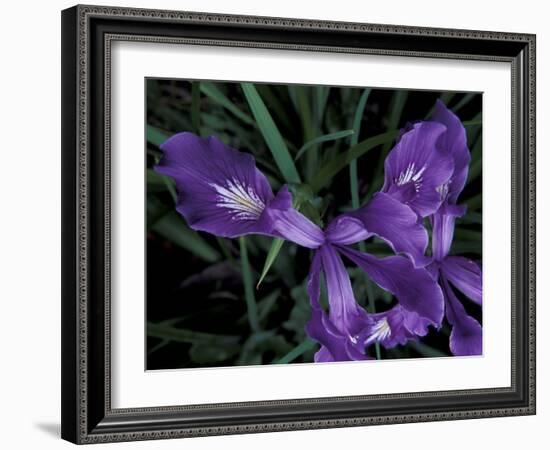 Wild Iris, Oregon Coast, USA-Michele Westmorland-Framed Photographic Print