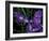 Wild Iris, Oregon Coast, USA-Michele Westmorland-Framed Photographic Print