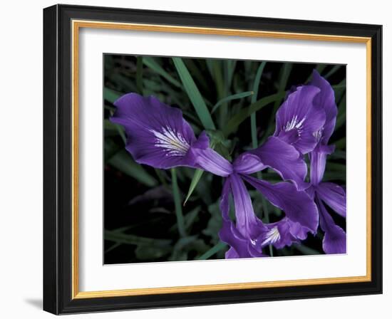 Wild Iris, Oregon Coast, USA-Michele Westmorland-Framed Photographic Print