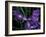 Wild Iris, Oregon Coast, USA-Michele Westmorland-Framed Photographic Print